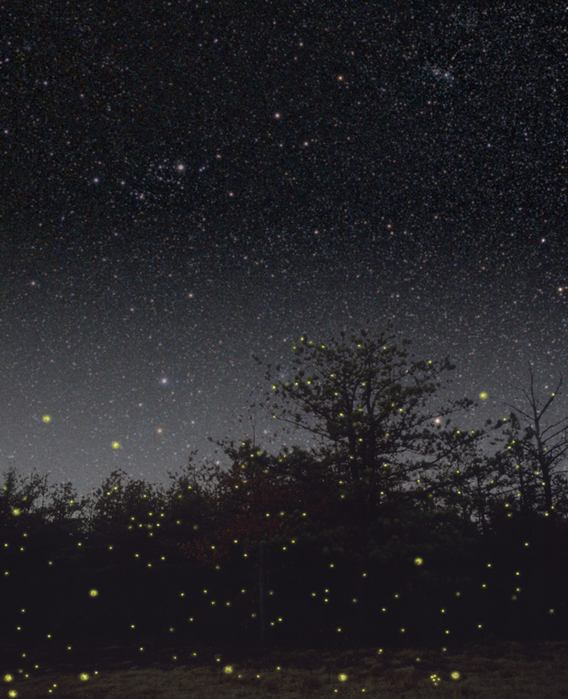 http://starmatt.com/gallery/astro/fireflies.jpg